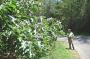 Соланум (Solanum Macranthum)