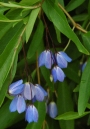 Солия, семена (Sollya heterophylla Bluebell Creeper)