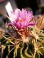 Стенокактус, Ехинофосулокактус (Stenocactus, Echinofossulocactus multicostatus)