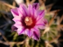 Стенокактус, Ехинофосулокактус (Stenocactus, Echinofossulocactus multicostatus)