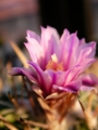 Стенокактус, Ехинофосулокактус (Stenocactus, Echinofossulocactus multicostatus)