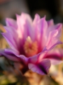 Стенокактус, Ехинофосулокактус (Stenocactus, Echinofossulocactus multicostatus)