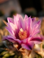 Стенокактус, Ехинофосулокактус (Stenocactus, Echinofossulocactus multicostatus)