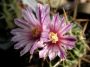 Стенокактус, Ехинофосулокактус (Stenocactus, Echinofossulocactus multicostatus)