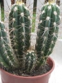 Стетсония (Stetsonia)