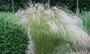 Стипа, Коило (Stipa tenuissima)
