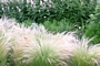 Стипа, Коило (Stipa tenuissima)