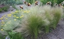 Стипа, Коило (Stipa tenuissima)