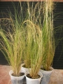 Стипа, Коило (Stipa tenuissima)
