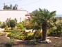 Студоустойчива Палма Трахикарпус, голяма (Trachycarpus fortunei)