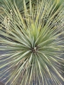 Студоустойчива юка рострата (Yucca rostrata)