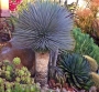 Студоустойчива юка рострата (Yucca rostrata)