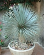 Студоустойчива юка рострата (Yucca rostrata)