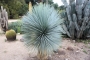 Студоустойчива юка рострата (Yucca rostrata)