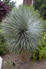 Студоустойчива юка рострата (Yucca rostrata)