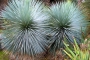 Студоустойчива юка рострата (Yucca rostrata)