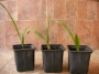 студоустойчива палма трахикарпус, малка (Trachycarpus fortunei)