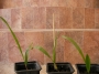 студоустойчива палма трахикарпус, малка (Trachycarpus fortunei)