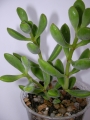 Красула (Crassula rogersii)