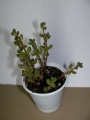 Сукулент (Succulent)