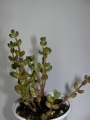 Сукулент (Succulent)