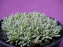 Сукулент (Succulent)