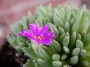 Сукулент (Succulent)