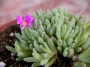 Сукулент (Succulent)