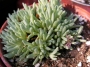 Сукулент (Succulent)