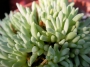 Сукулент (Succulent)