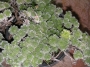 Сукулент (Succulent)