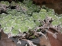 Сукулент (Succulent)