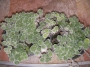 Сукулент (Succulent)