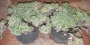 Сукулент (Succulent)