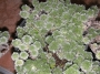 Сукулент (Succulent)