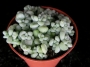 Сукулент (Succulent)