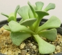 Сукулент (Succulent)