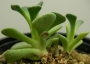 Сукулент (Succulent)