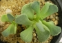Сукулент (Succulent)