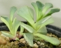 Сукулент (Succulent)