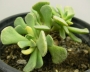 Сукулент (Succulent)