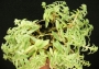 Седум линеаре (Sedum lineare variegata)