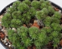 Сукулент (Succulent)