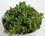 Сукулент (Succulent plant aizoaceae)