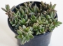 Сукулент (Succulent plant aizoaceae)
