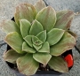 Еониум вариегата (Aeonium Taeyang VARIEGATED 태양금)