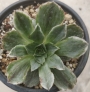 Еониум вариегата (Aeonium Taeyang VARIEGATED 태양금)