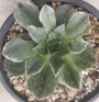 Еониум вариегата (Aeonium Taeyang VARIEGATED 태양금)