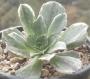 Еониум вариегата (Aeonium Taeyang VARIEGATED 태양금)