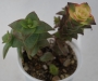 Сукуленти красула микс (Succulents crassula mix)